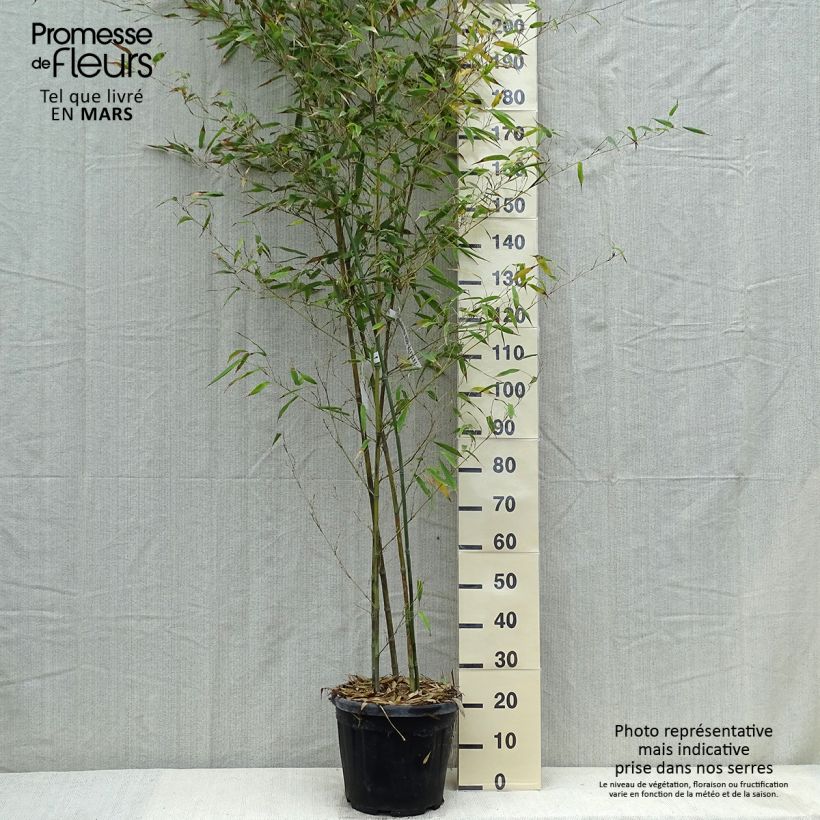 Exemplaar van Phyllostachys nigra Boryana - Zwarte bamboe Pot van 12 l/15 l zoals geleverd in de lente