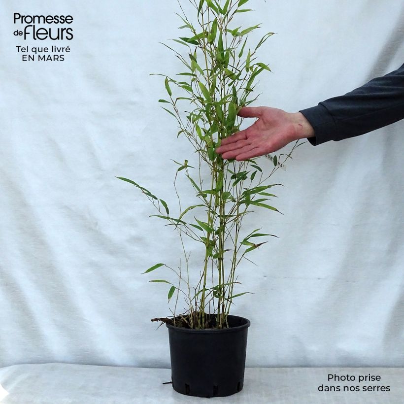 Exemplaar van Phyllostachys nigra Boryana - Zwarte bamboe Pot van 4 l/5 l zoals geleverd in de lente