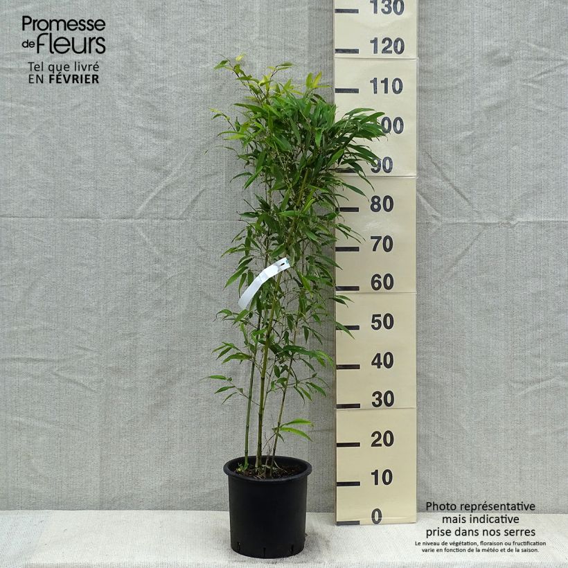 Example of Phyllostachys nigra Boryana - Bambou géant Pot van 4 l/5 l as you get in hiver