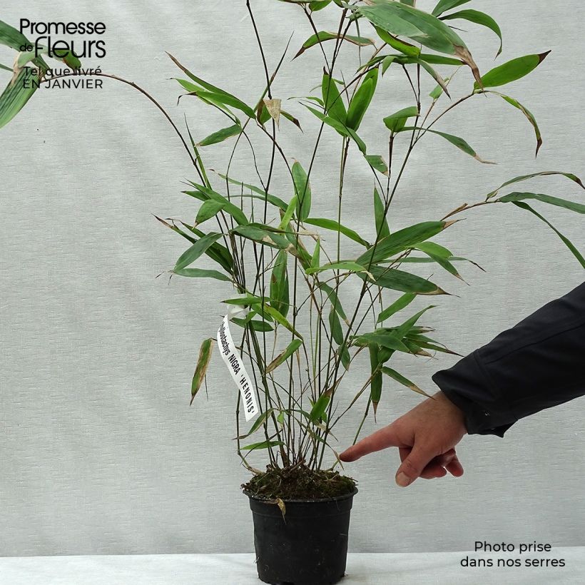 Example of Phyllostachys nigra Henonis - Bambou géant Pot van 2 l/3 l as you get in hiver