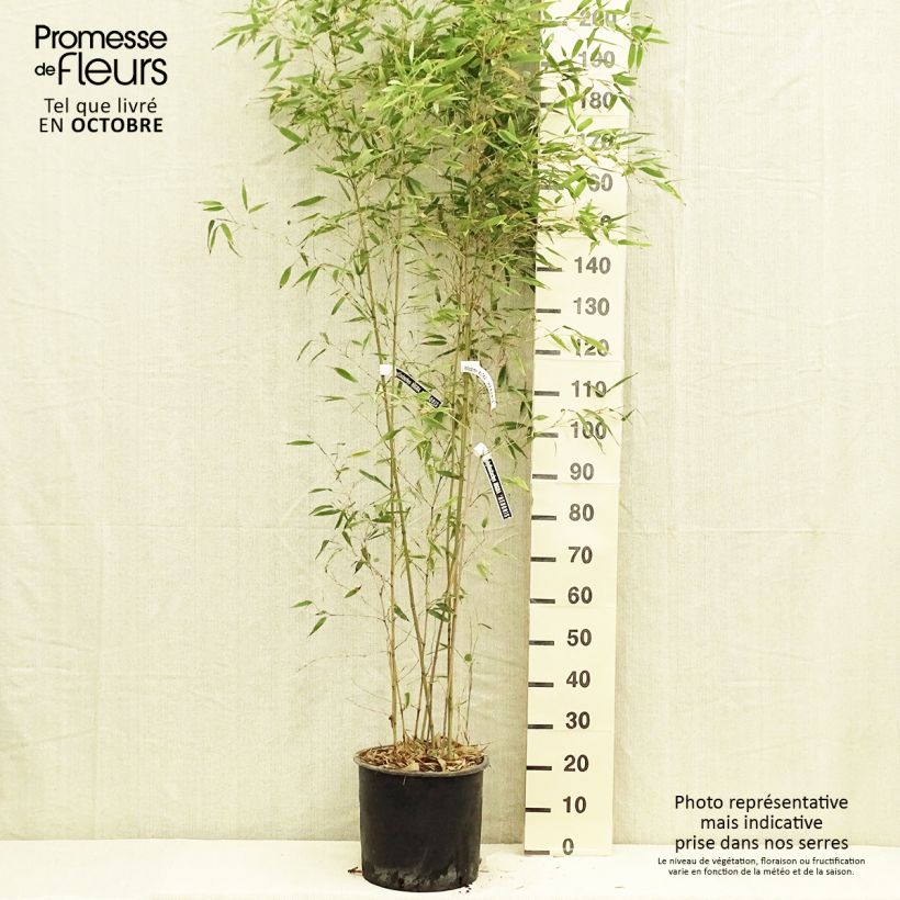 Exemplaar van Phyllostachys nigra Henonis - Zwarte bamboe Pot van 12 l/15 l zoals geleverd in de herfst