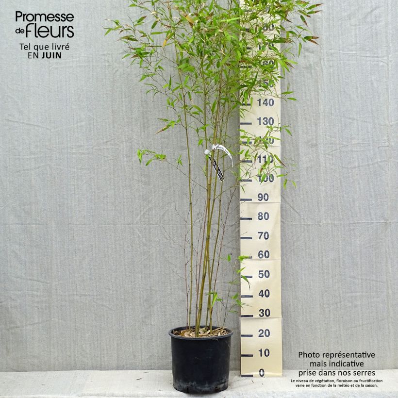 Exemplaar van Phyllostachys nigra Henonis - Zwarte bamboe Pot van 12 l/15 l zoals geleverd in de zomer