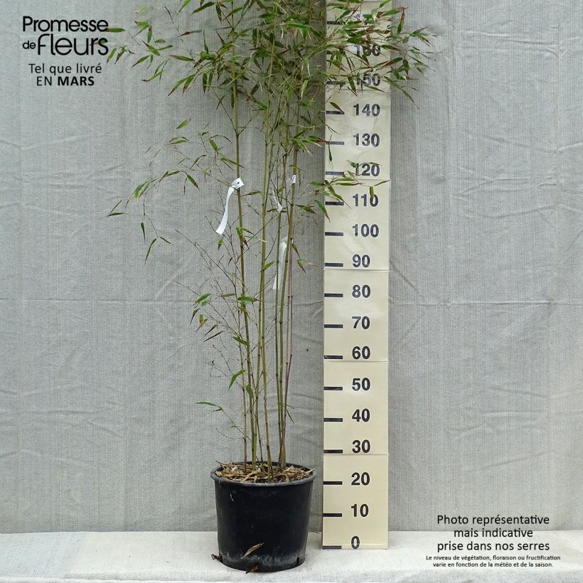 Example of Phyllostachys nigra Henonis - Bambou géant Pot van 12 l/15 l as you get in hiver