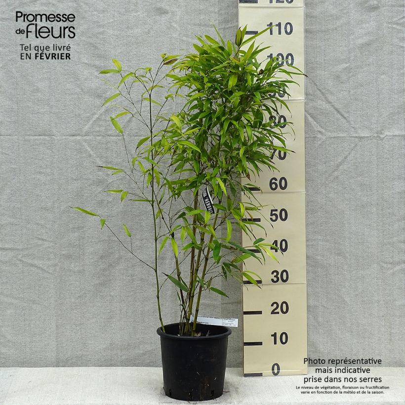 Example of Phyllostachys nigra Henonis - Bambou géant Pot van 4 l/5 l as you get in hiver