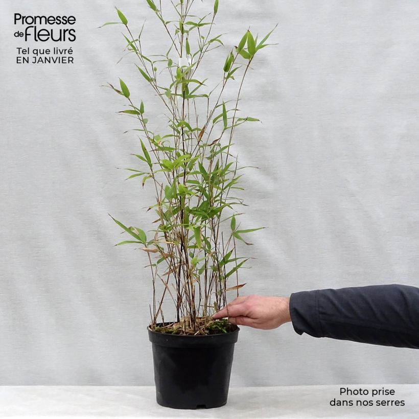Example of Phyllostachys nigra - Zwarte bamboe Pot van 4 l/5 l as you get in hiver