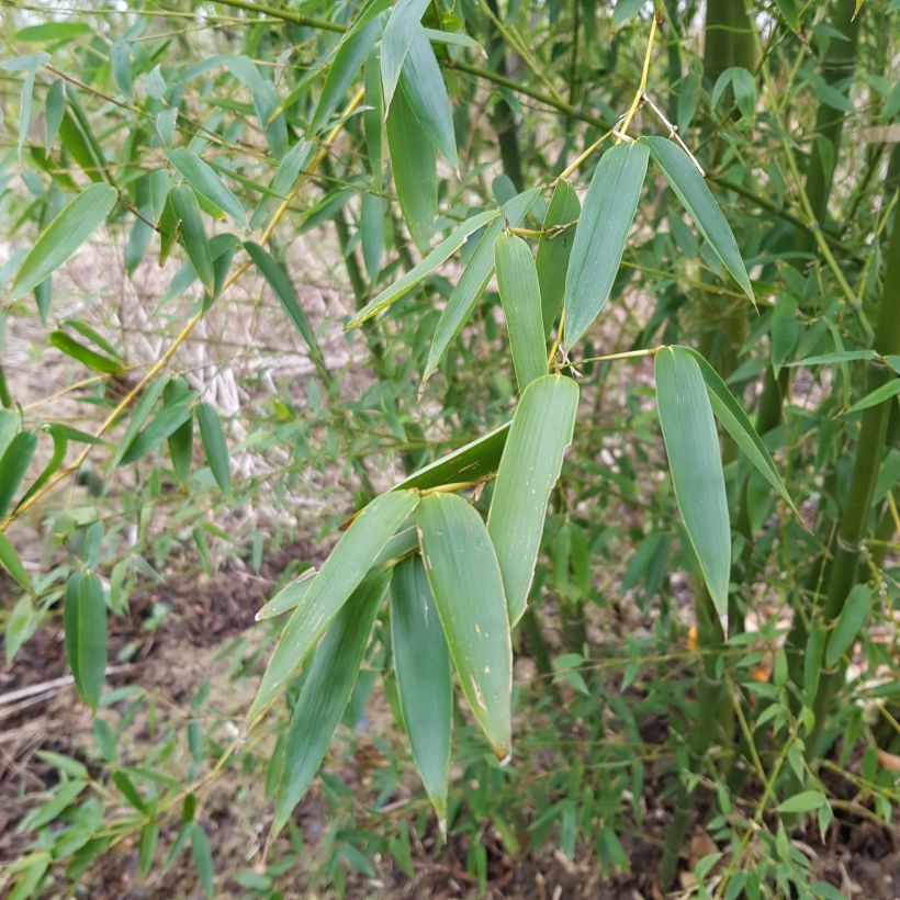 Phyllostachys parvifolia - Reuzenbamboe (Foliage)