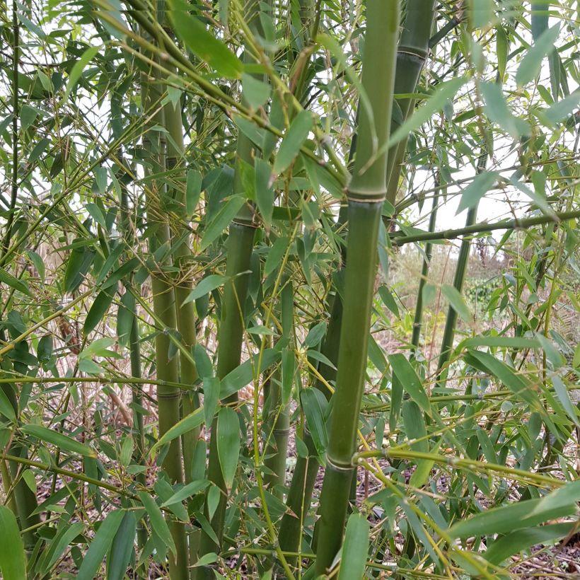 Phyllostachys parvifolia - Reuzenbamboe (Plant habit)
