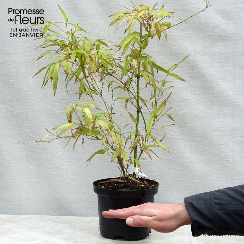 Example of Phyllostachys parvifolia - Bambou géant Pot van 4 l/5 l as you get in hiver