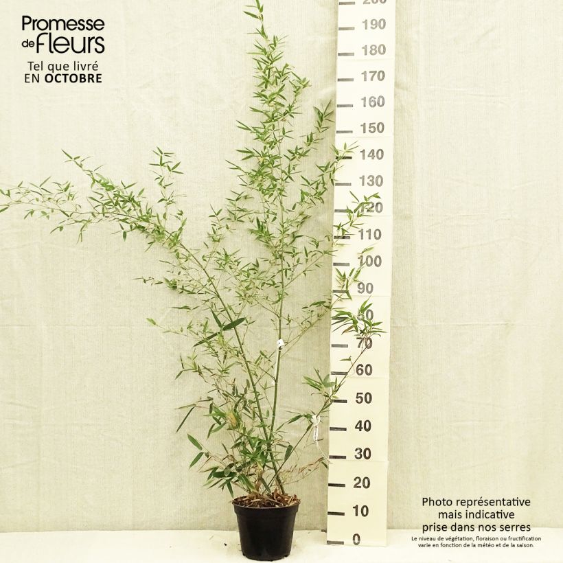 Exemplaar van Phyllostachys parvifolia - Bambou géant Pot de 4L/5L zoals geleverd in de herfst