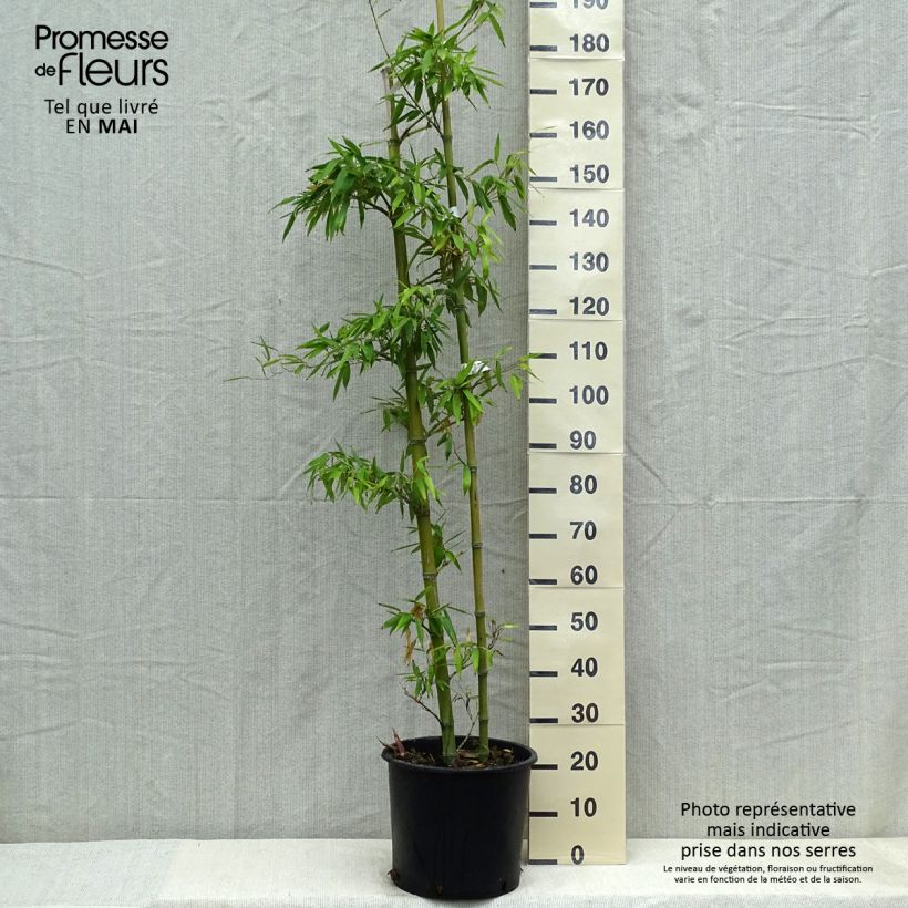 Exemplaar van Phyllostachys parvifolia - Reuzenbamboe Pot van 12 l/15 l zoals geleverd in de lente