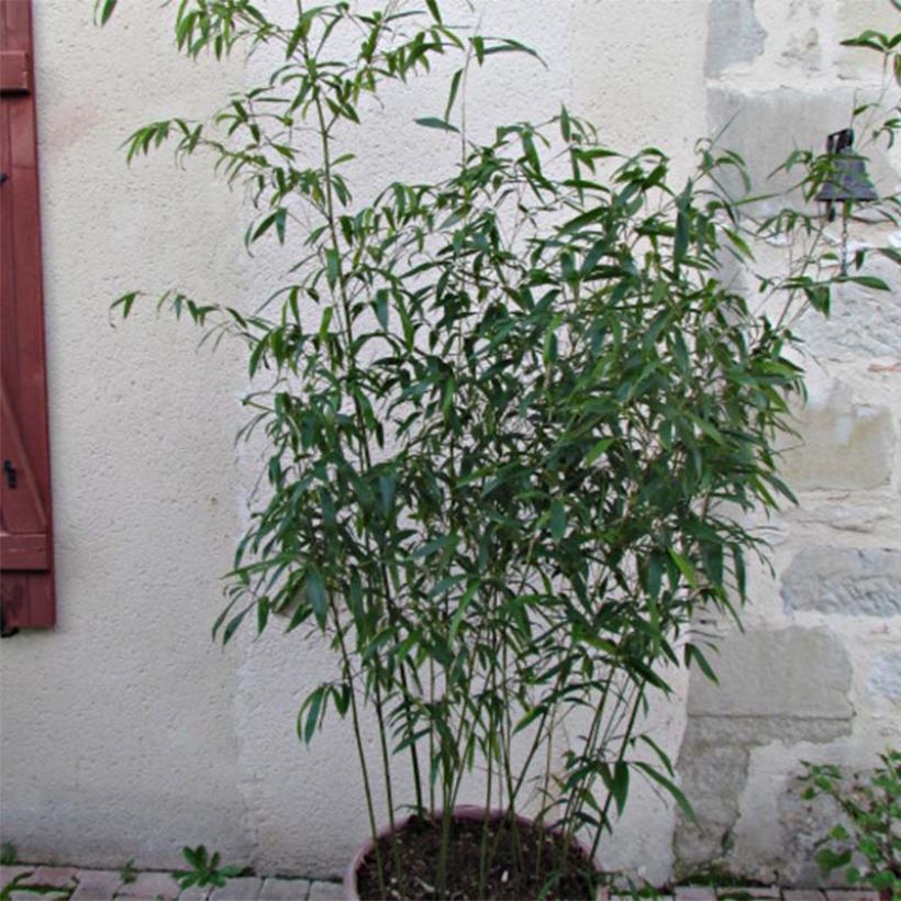 Phyllostachys rubromarginata - Reuzenbamboe (Foliage)