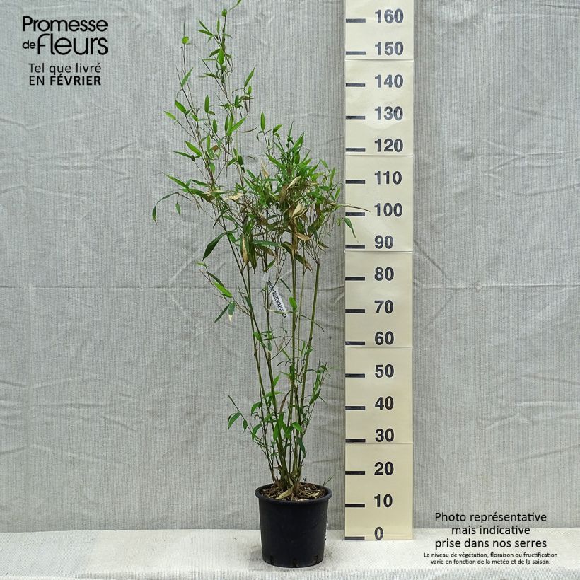 Example of Phyllostachys rubromarginata - Bambou moyen Pot van 4 l/5 l as you get in hiver