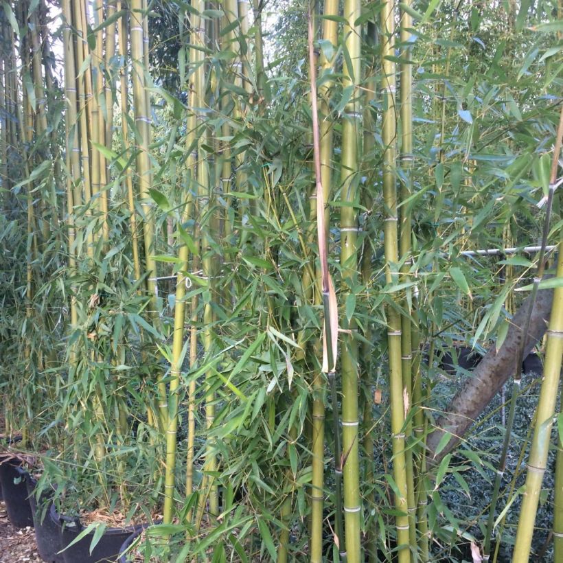 Phyllostachys viridiglaucescens - Reuzenbamboe (Foliage)