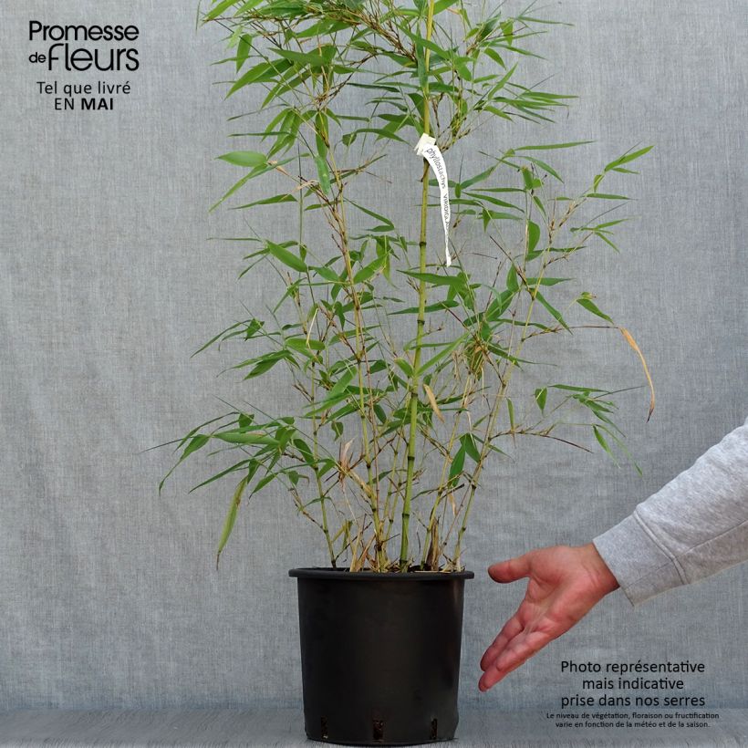 Exemplaar van Phyllostachys viridiglaucescens - Reuzenbamboe Pot van 4 l/5 l zoals geleverd in de lente