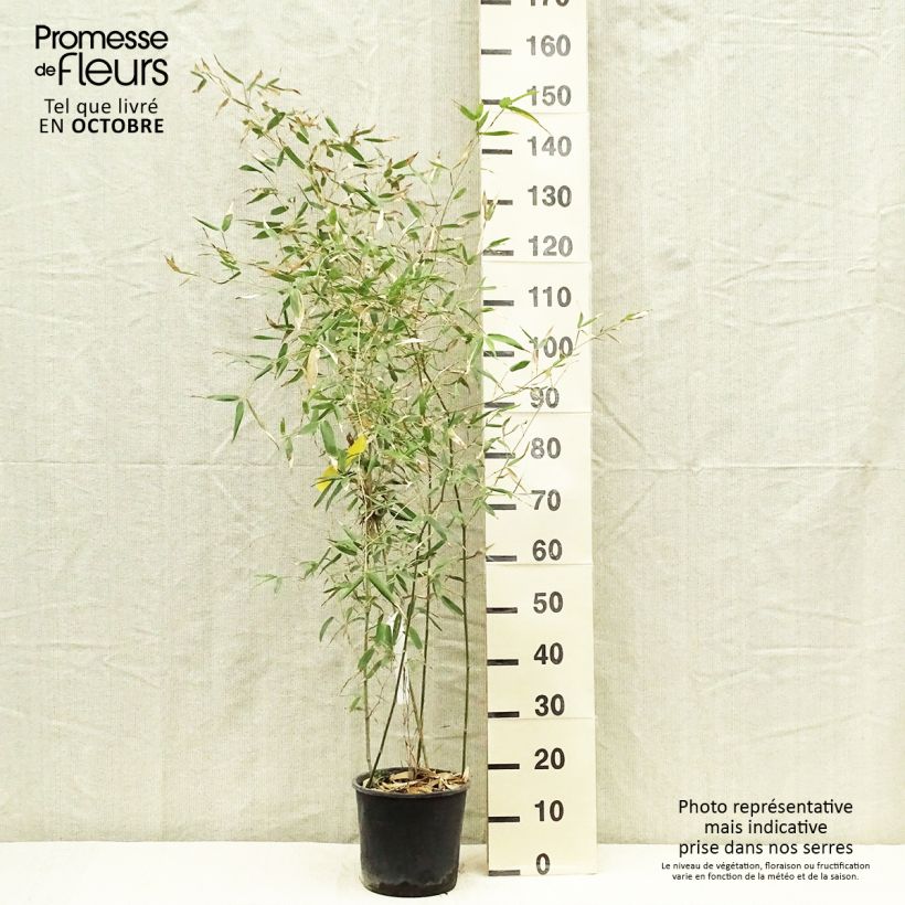 Exemplaar van Phyllostachys viridis Sulphurea - Reuzenbamboe Pot van 2 l/3 l zoals geleverd in de herfst