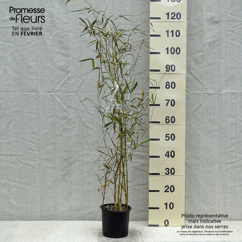 Example of Phyllostachys viridis Sulphurea - Bambou Pot van 2 l/3 l as you get in hiver