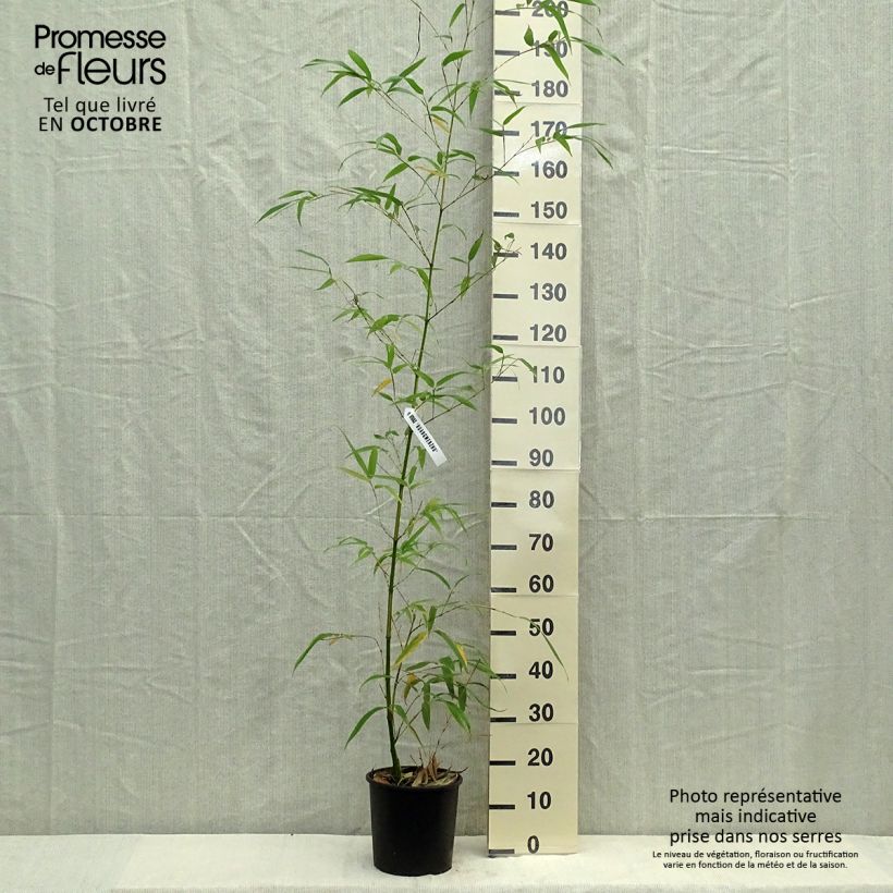 Example of Phyllostachys vivax Aureocaulis - Reuzenbamboe Pot van 4 l/5 l as you get in hiver