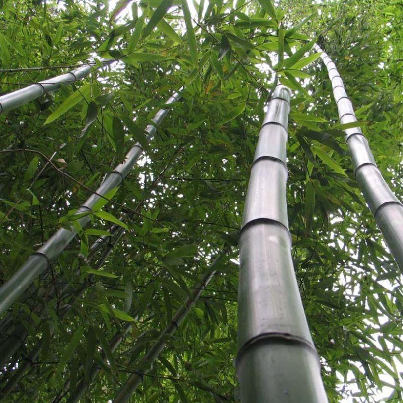 Phyllostachys vivax Huangwenzhu - Reuzenbamboe (Plant habit)