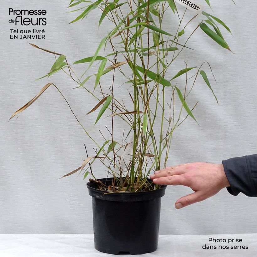 Example of Phyllostachys vivax Huangwenzhu - Reuzenbamboe Pot van 4 l/5 l as you get in hiver