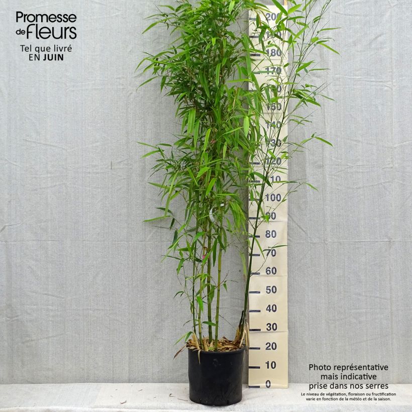 Exemplaar van Phyllostachys vivax Huangwenzhu - Reuzenbamboe Pot van 12 l/15 l zoals geleverd in de zomer