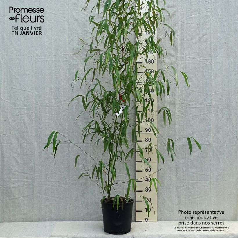 Example of Phyllostachys vivax Huangwenzhu - Reuzenbamboe Pot van 12 l/15 l as you get in hiver