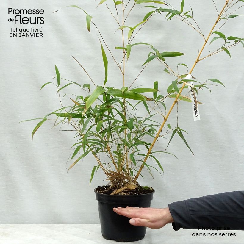 Example of Phyllostachys vivax MacClure (type) - Bambou géant Pot van 12 l/15 l as you get in hiver