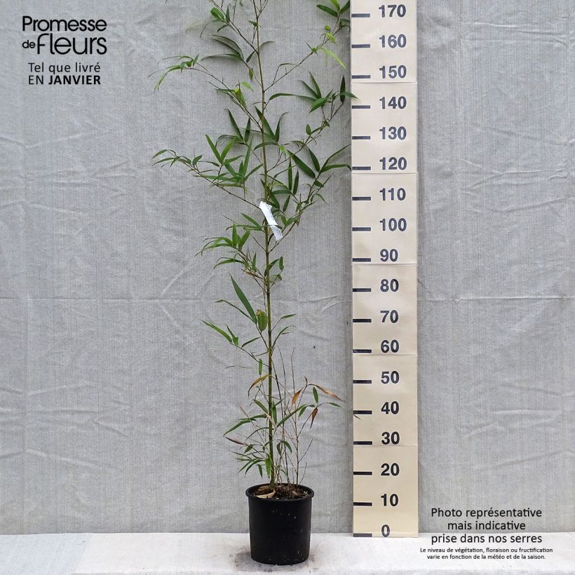 Example of Phyllostachys vivax MacClure (type) - Bambou géant Pot van 4 l/5 l as you get in hiver