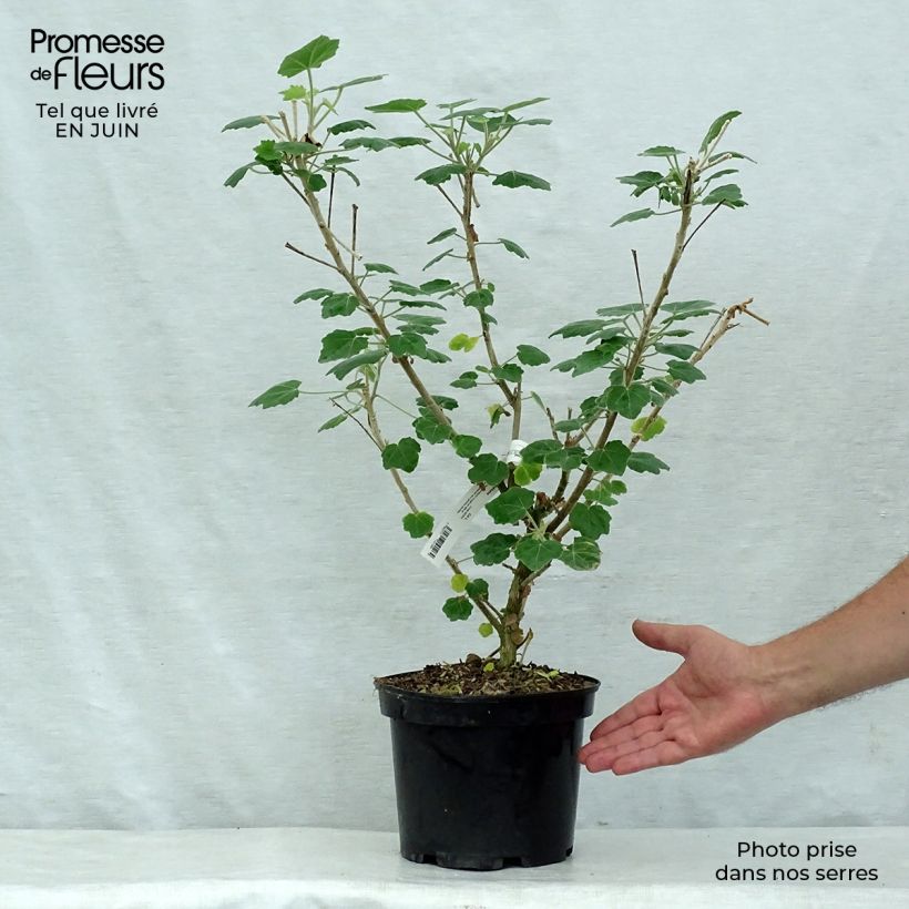 Exemplaar van Phymosia umbellata - Phymosia Pot van 4 l/5 l zoals geleverd in de zomer