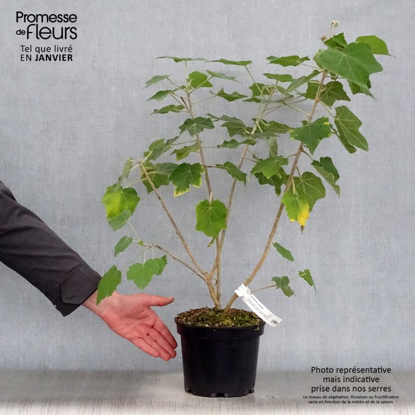 Example of Phymosia umbellata  Pot van 4 l/5 l as you get in hiver