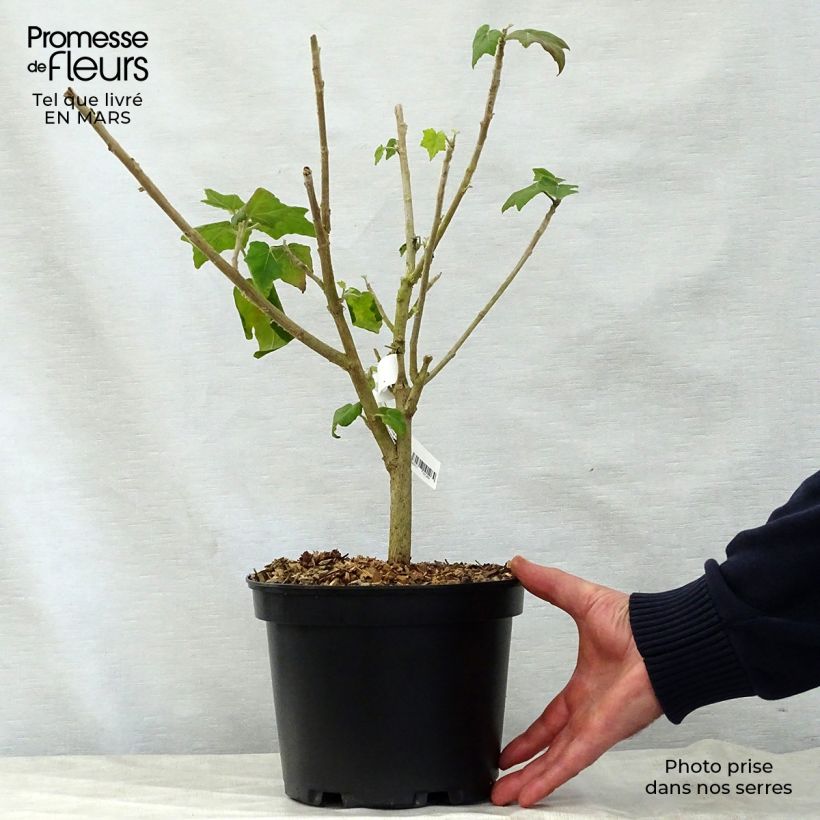 Exemplaar van Phymosia umbellata - Phymosia Pot van 4 l/5 l zoals geleverd in de lente