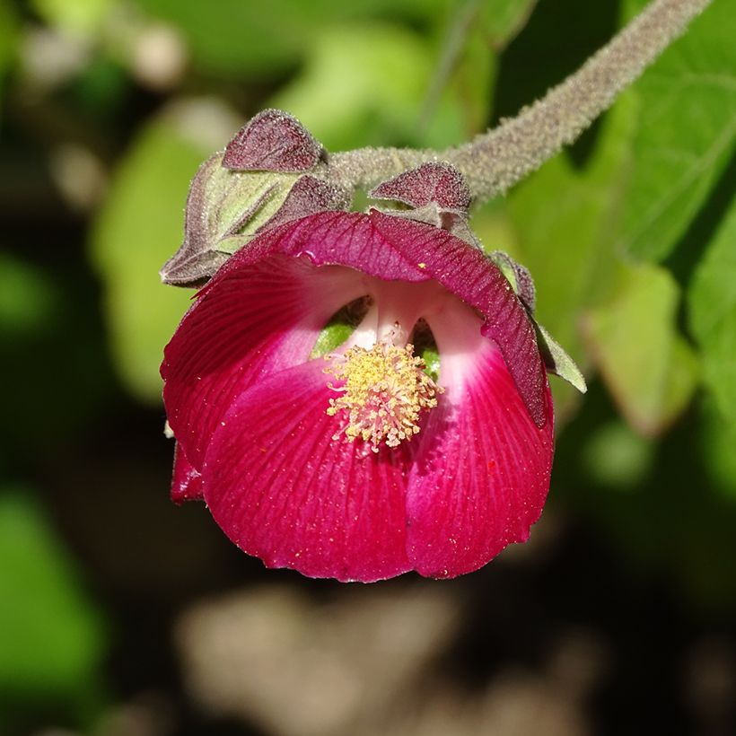 Phymosia umbellata - Phymosia (Bloei)