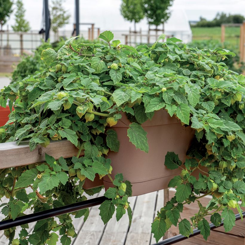 Ananaskers Preciosa (jonge planten) (Groeiplaats)