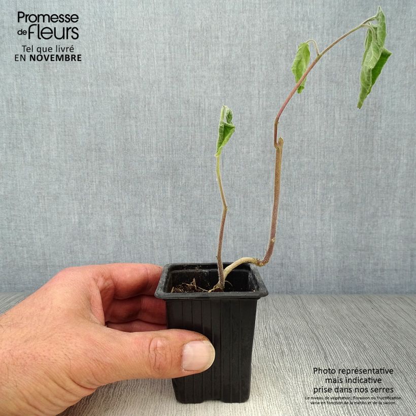 Exemplaar van Goudbes BIO Kweekpotje van 7/8 cm zoals geleverd in de herfst