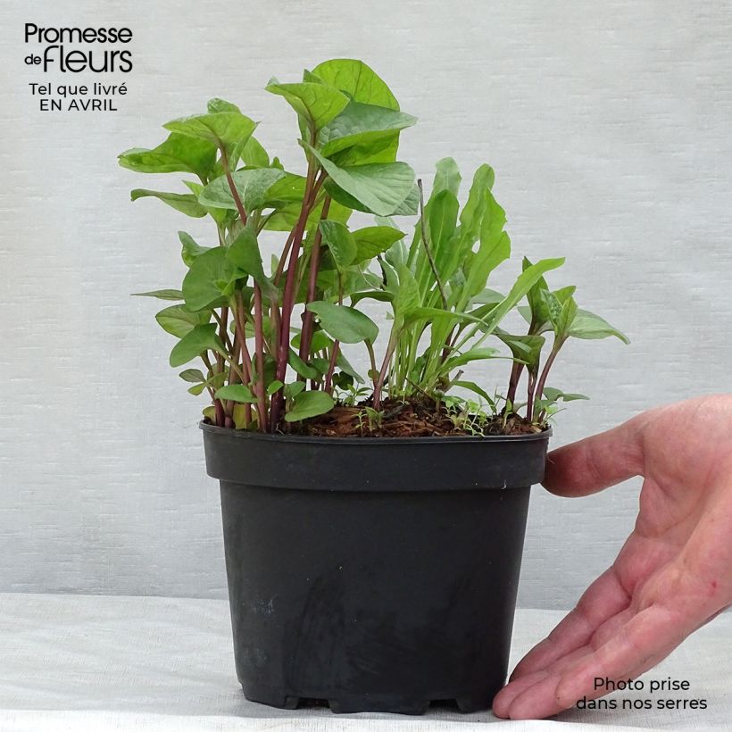 Exemplaar van Physalis franchetii - Lampionplant Pot van 2 l/3 l zoals geleverd in de lente