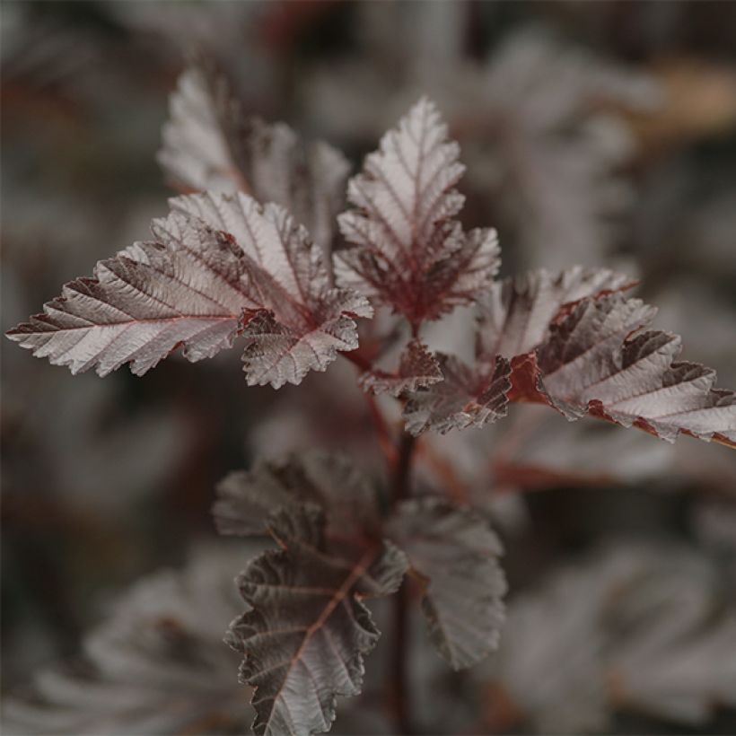 Physocarpus opulifolius Midnight - Blaasspirea (Foliage)