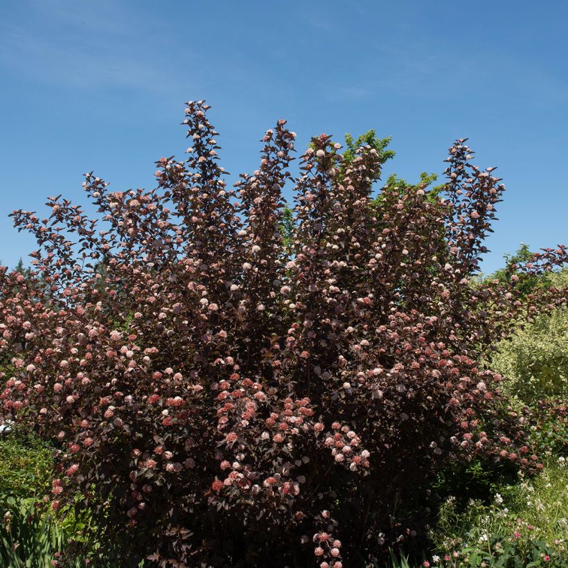 Physocarpus opulifolius Diable D'Or - Blaasspirea (Plant habit)