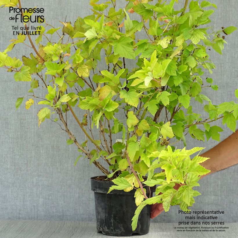 Exemplaar van Physocarpus opulifolius Darts Gold - Blaasspirea Pot van 3 l/4 l zoals geleverd in de zomer