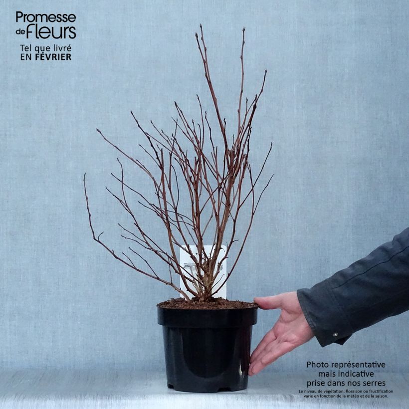 Example of Physocarpus opulifolius Darts Gold - Blaasspirea Pot van 3 l/4 l as you get in hiver