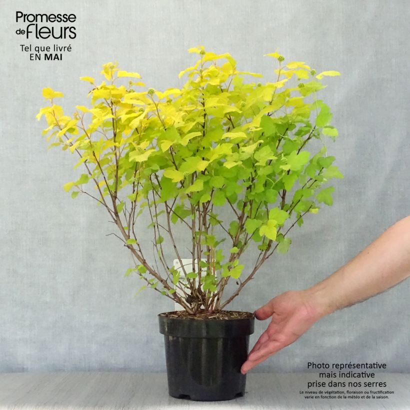 Exemplaar van Physocarpus opulifolius Darts Gold - Blaasspirea Pot van 3 l/4 l zoals geleverd in de lente