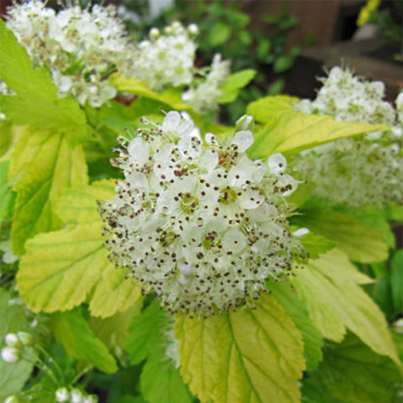 Physocarpus opulifolius Darts Gold - Blaasspirea (Flowering)