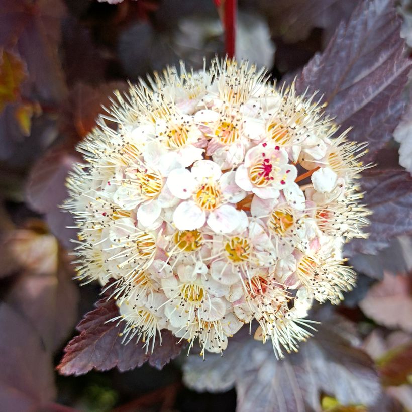 Physocarpus opulifolius Diabolo - Blaasspirea (Flowering)