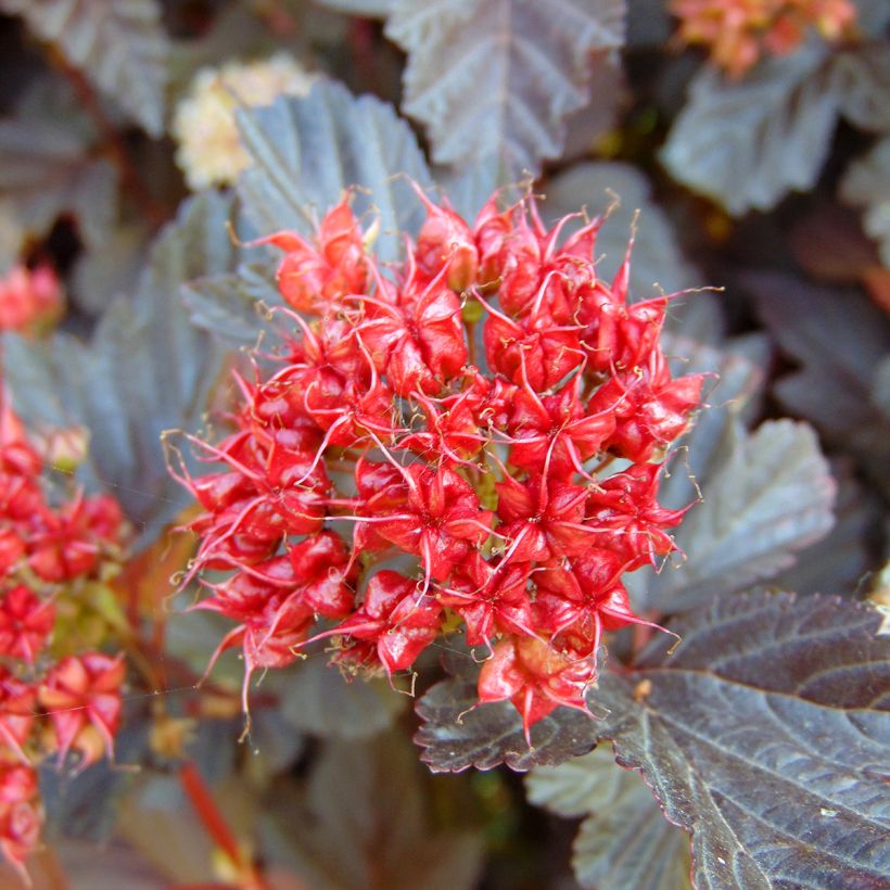 Physocarpus opulifolius Lady in Red - Blaasspirea (Harvest)