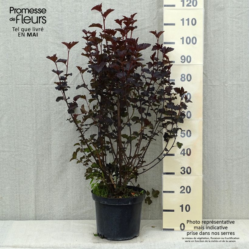 Exemplaar van Physocarpus opulifolius Midnight - Blaasspirea Pot van 7,5 l/10 l zoals geleverd in de lente
