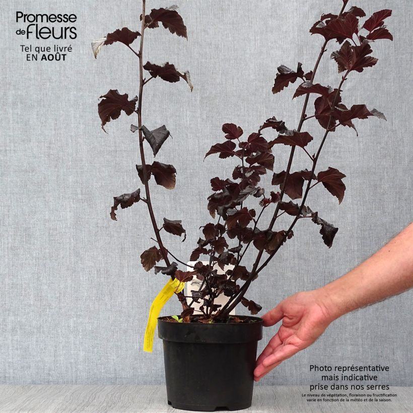 Exemplaar van Physocarpus opulifolius Midnight - Blaasspirea Pot van 3 l/4 l zoals geleverd in de zomer