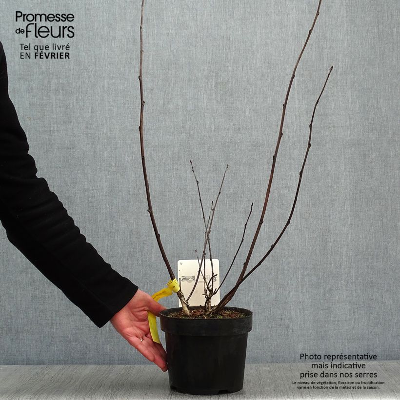 Example of Physocarpus Midnight - Physocarpe à feuille d'obier Pot van 3 l/4 l as you get in hiver