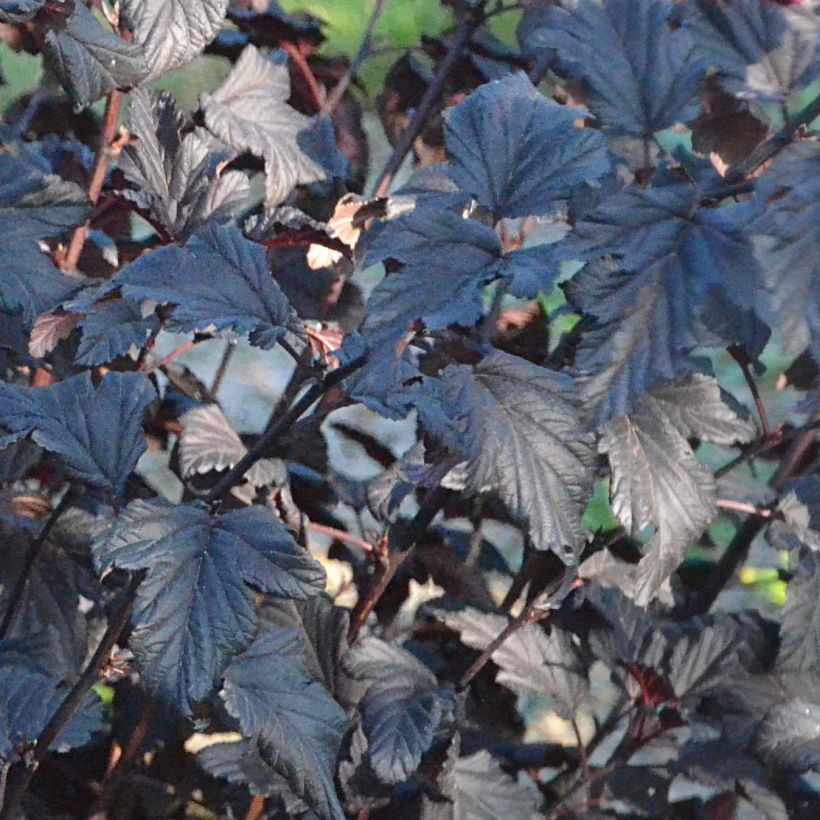 Physocarpus opulifolius All Black - Blaasspirea (Foliage)