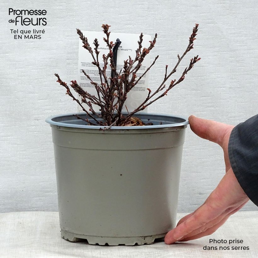 Exemplaar van Physocarpus opulifolius All Black - Blaasspirea Pot van 3 l/4 l zoals geleverd in de lente