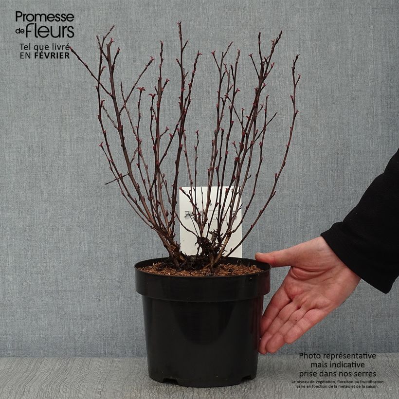 Example of Physocarpus opulifolius All Black - Physocarpe noir Pot van 3 l/4 l as you get in hiver