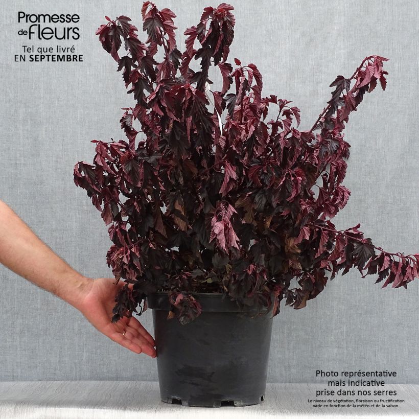 Exemplaar van Physocarpus opulifolius All Black - Blaasspirea Pot van 7,5 l/10 l zoals geleverd in de herfst