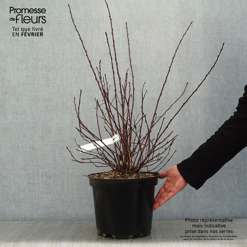 Example of Physocarpus opulifolius All Black - Physocarpe noir Pot van 7,5 l/10 l as you get in hiver